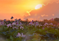 Тур на 4 дня Астрахань – Элиста – Лотосовые поля Июль-Август 2026