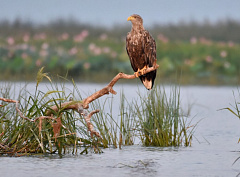 Тур на 4 дня Астрахань - Сарай Бату - Баскунчак - Биосферный заповедник Май, Сентябрь 2026